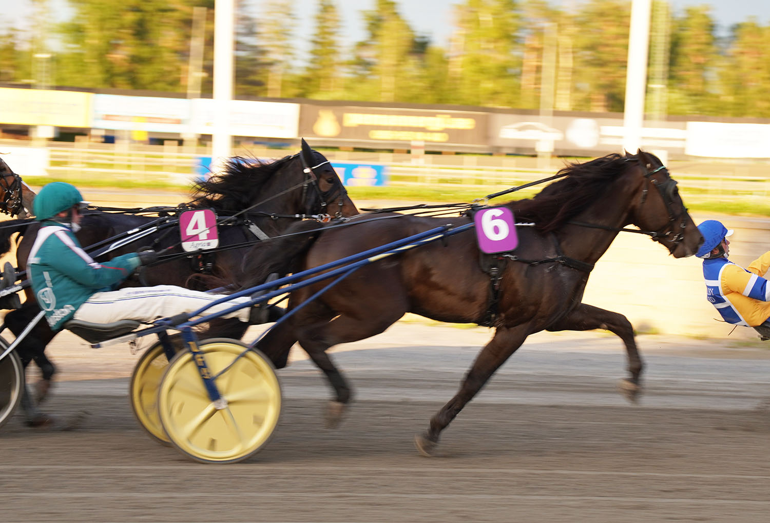 Granbarksborren 250728-1